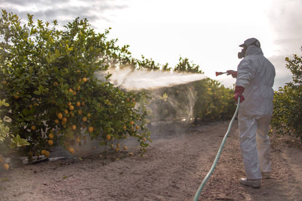 Best Ant Control Services  in Franklin, PA