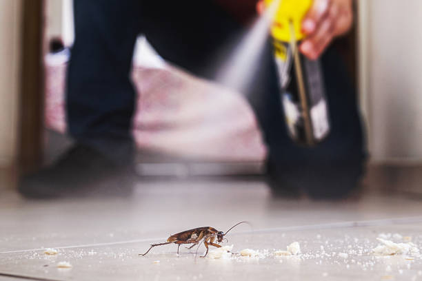 Best Cockroach Control Services  in Franklin, PA